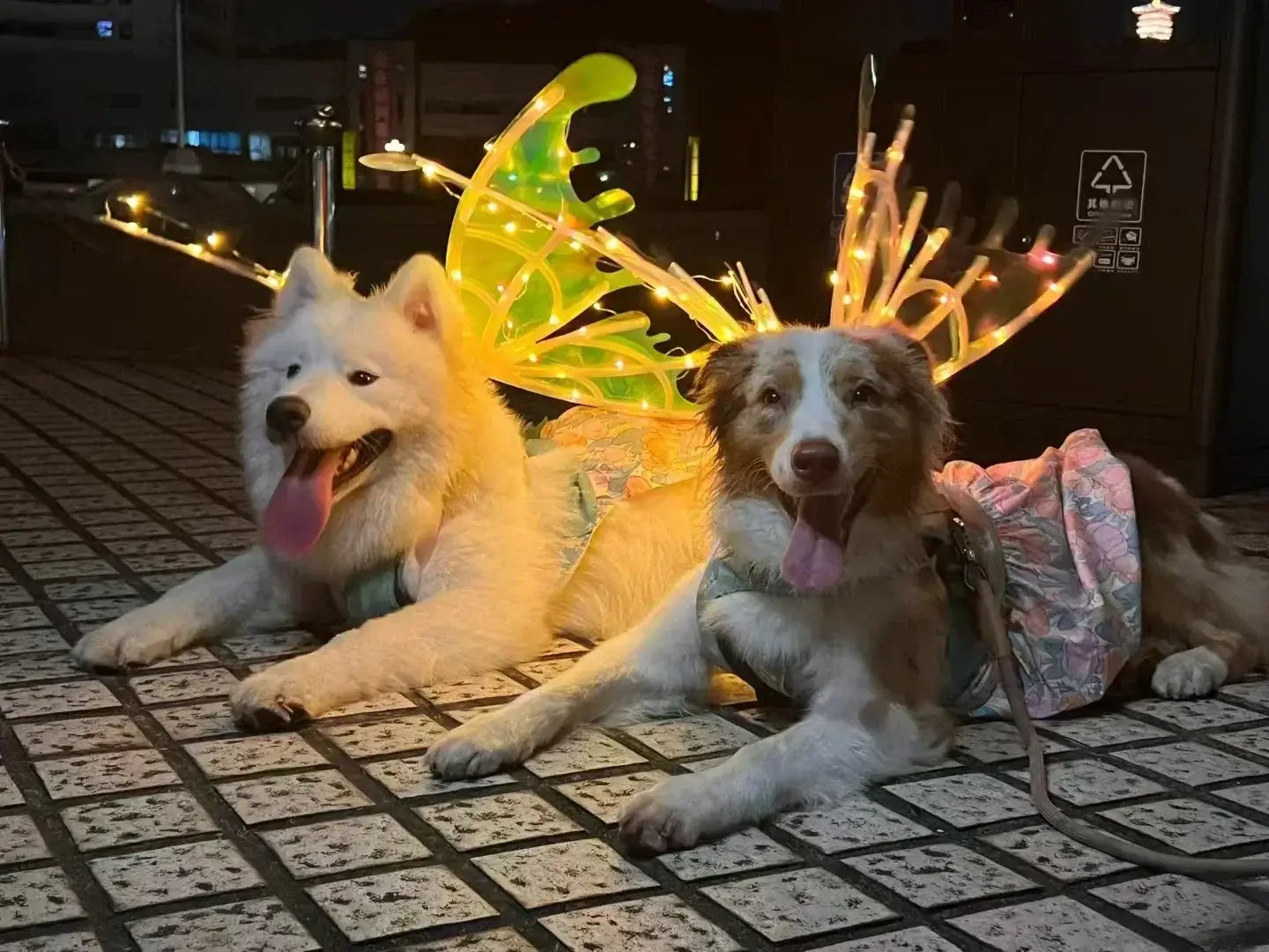 Dog Butterfly Wings Pet Glowing Wings Puppy Summer Clothes Decorative Samoyed Husky Medium Dogs - Premium from HappyDogs.Company - Just $38! Shop now at HappyDogs.Company