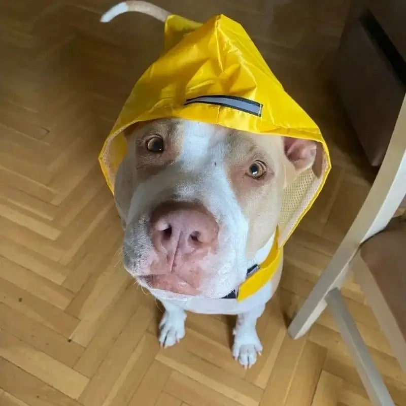 Dog Raincoat - Premium from HappyDogs.Company - Just $21.99! Shop now at HappyDogs.Company
