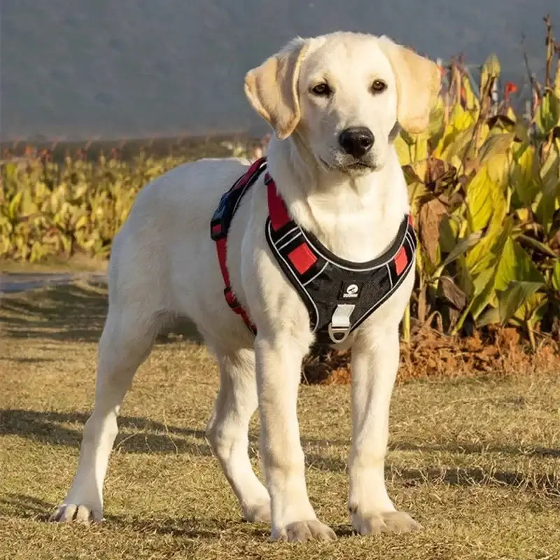 Dog Reflective Safety Training Harness - Premium from HappyDogs.Company - Just $22.99! Shop now at HappyDogs.Company