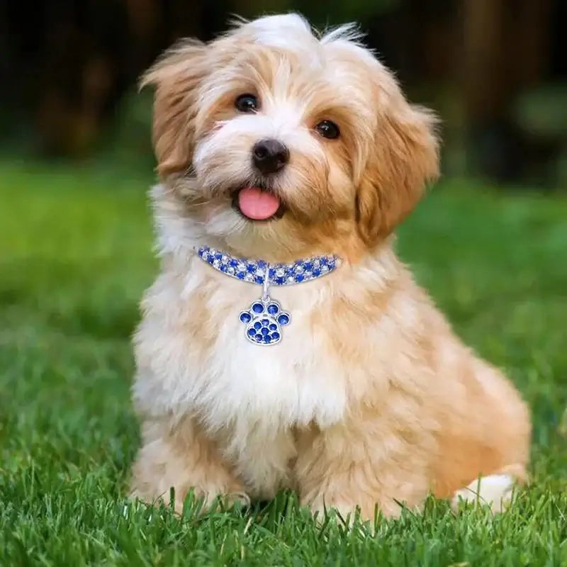 Flashing Rhinestone Paw Pendant Necklace - Premium from HappyDogs.Company - Just $23.99! Shop now at HappyDogs.Company