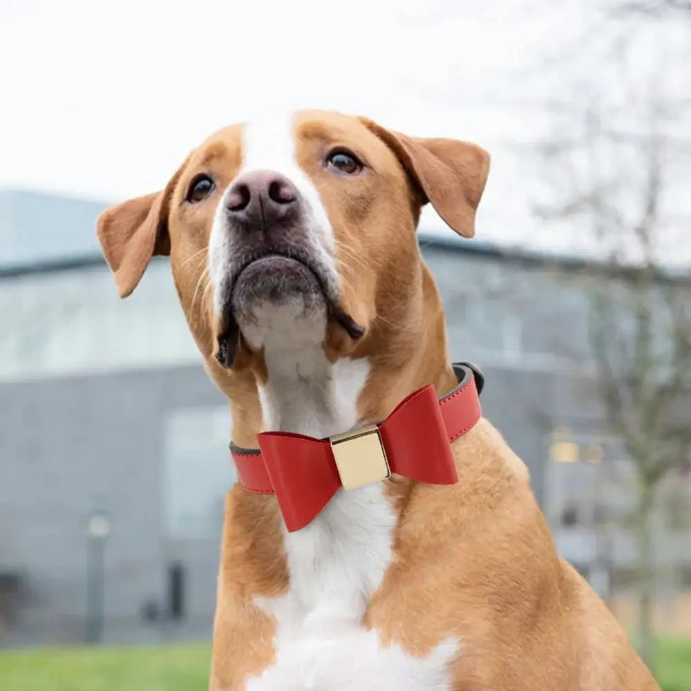 Gentle Man Bowtie Pet Collar - Premium from HappyDogs.Company - Just $21.99! Shop now at HappyDogs.Company