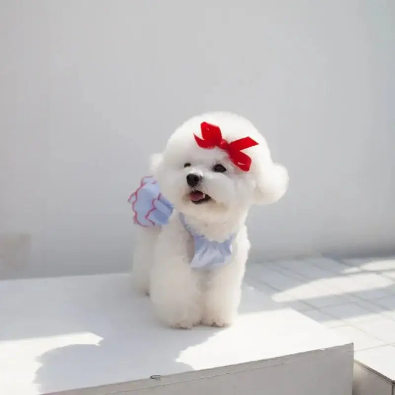 Summer Dress Dog And Cat - Premium from HappyDogs.Company - Just $17.99! Shop now at HappyDogs.Company